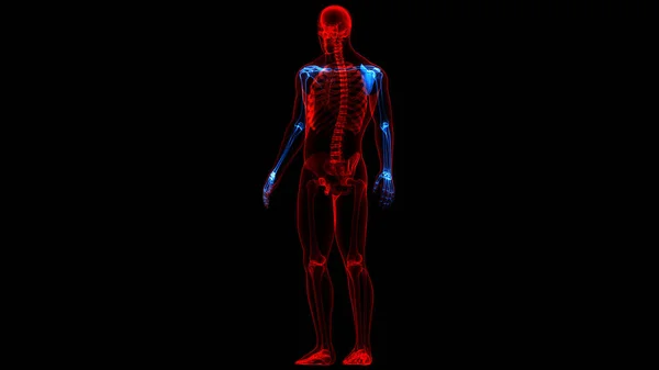 Anatomia Delle Articolazioni Delle Mani Ossee Del Sistema Scheletrico Umano — Foto Stock
