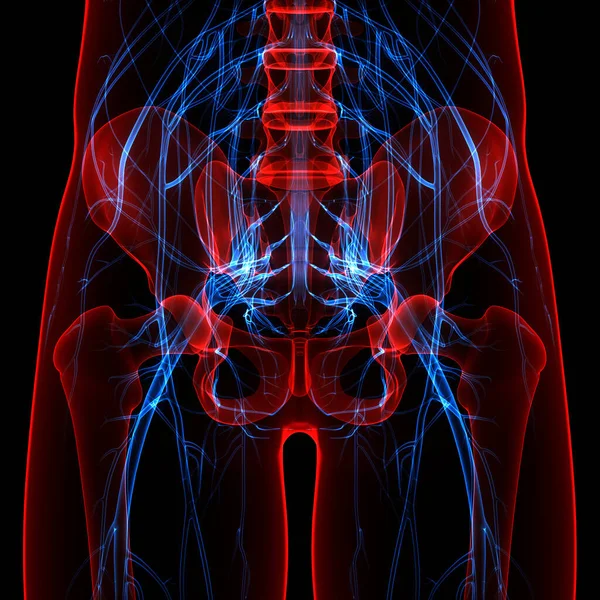 Sistema Scheletrico Umano Con Anatomia Del Sistema Nervoso — Foto Stock