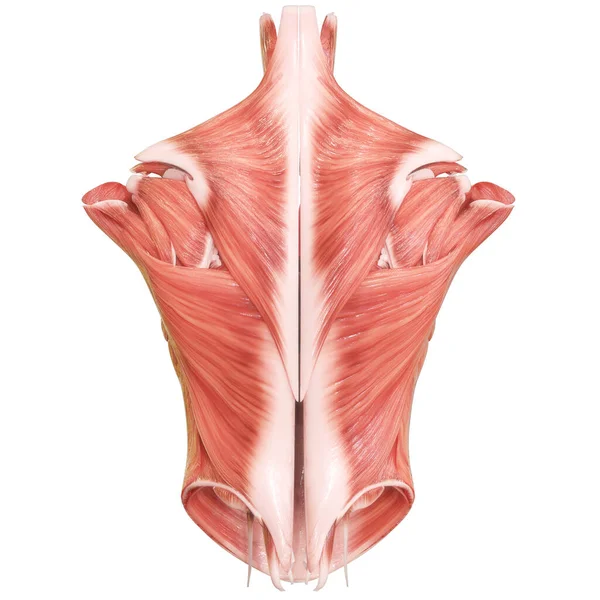 Nsan Vücut Kas Sistemi Gövde Kasları Anatomisi Boyut — Stok fotoğraf