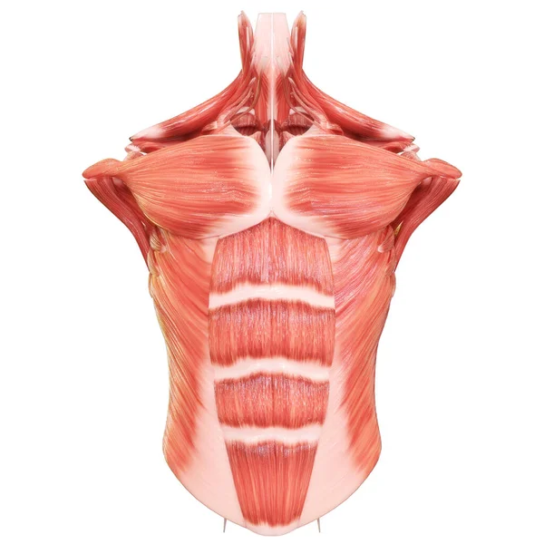 人体の筋肉系トルソ筋肉の解剖学 — ストック写真
