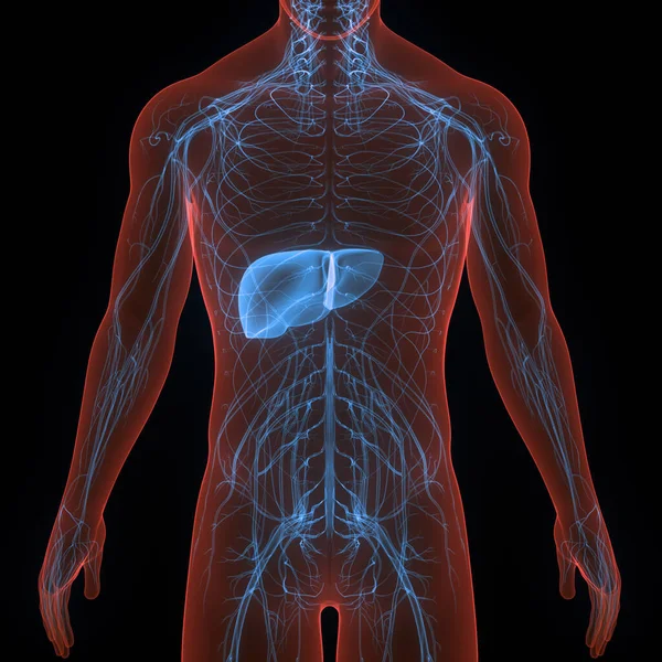 Ludzki Wewnętrzny Organ Trawienny Anatomia Wątroby — Zdjęcie stockowe