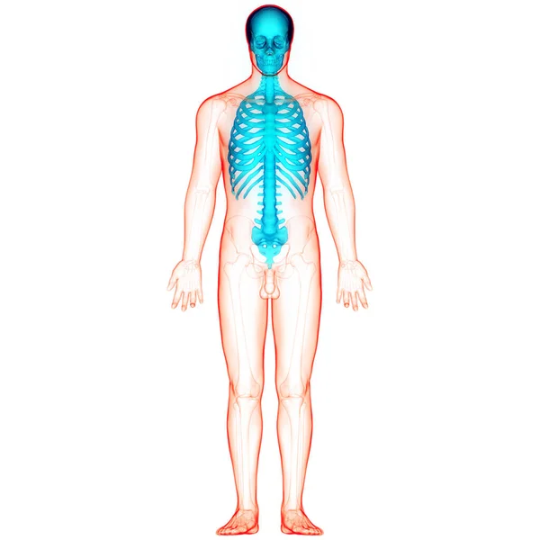 Nsan Iskelet Sistemi Eksensel Iskelet Anatomisi Boyut — Stok fotoğraf