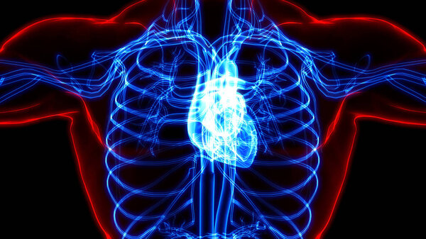 Human Circulatory System Heart Anatomy. 3D