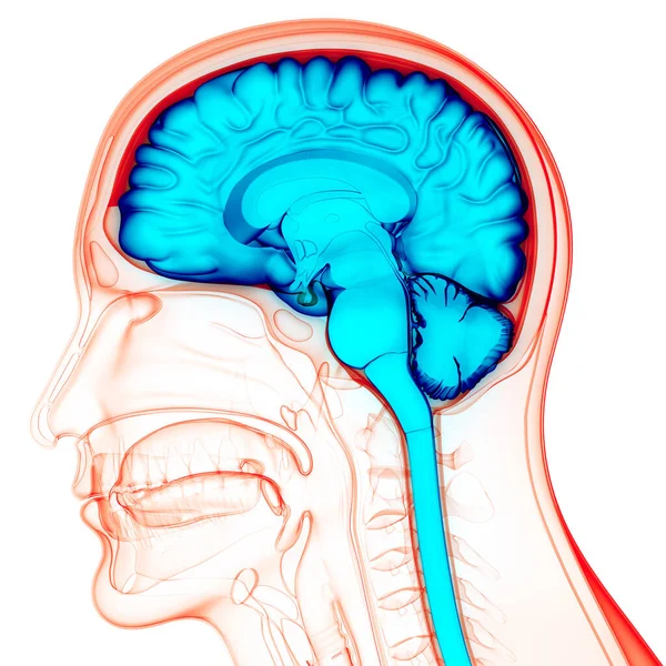 Órgão Central Sistema Nervoso Humano Anatomia Cérebro — Fotografia de Stock