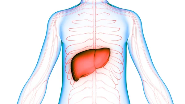 Human Internal Digestive Organ Liver Anatomy — Stock Photo, Image