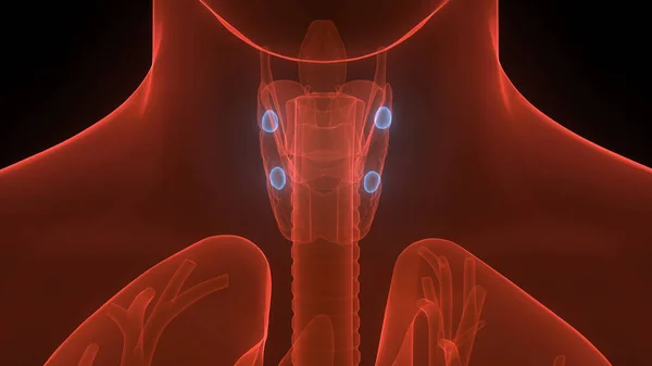 Human Body Glands Lobes Thyroid Gland Anatomy — 스톡 사진