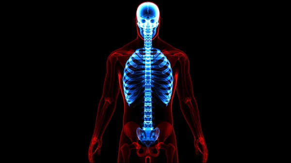 Gerincvelő Emberi Csontváz Rendszer Anatómiájának Gerincoszlopa — Stock Fotó