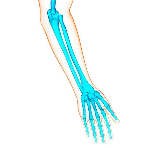 Menselijk Skelet Systeem Hand Botgewrichten Anatomie — Stockfoto