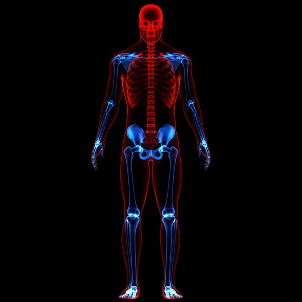 Sistema Esquelético Humano Con Anatomía Del Sistema Nervioso —  Fotos de Stock