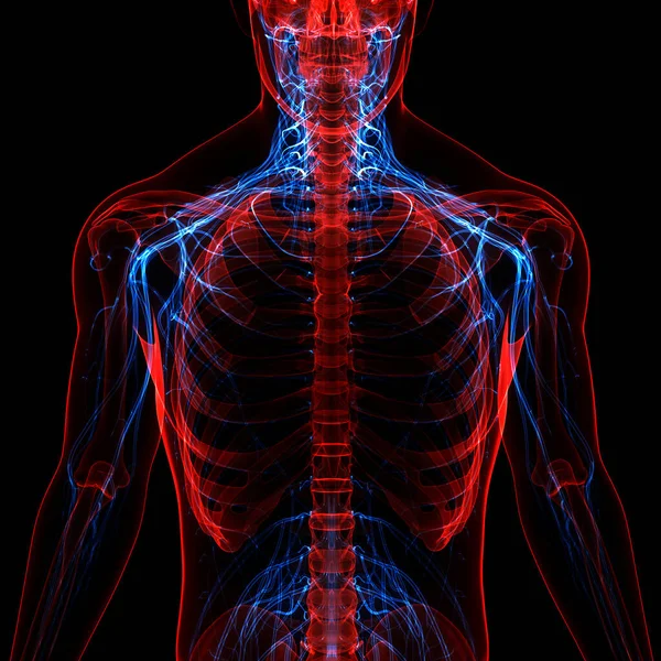 Sistema Esqueleto Humano Com Anatomia Sistema Nervoso — Fotografia de Stock