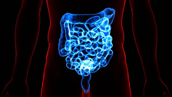 Sistema Digestivo Humano Anatomía Del Intestino Delgado Grueso — Foto de Stock