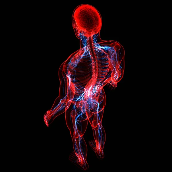 Ανθρώπινο Σκελετικό Σύστημα Ανατομία Νευρικού Συστήματος — Φωτογραφία Αρχείου