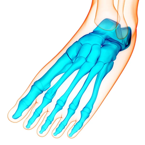 Système Squelettique Humain Anatomie Des Articulations Osseuses Pied — Photo