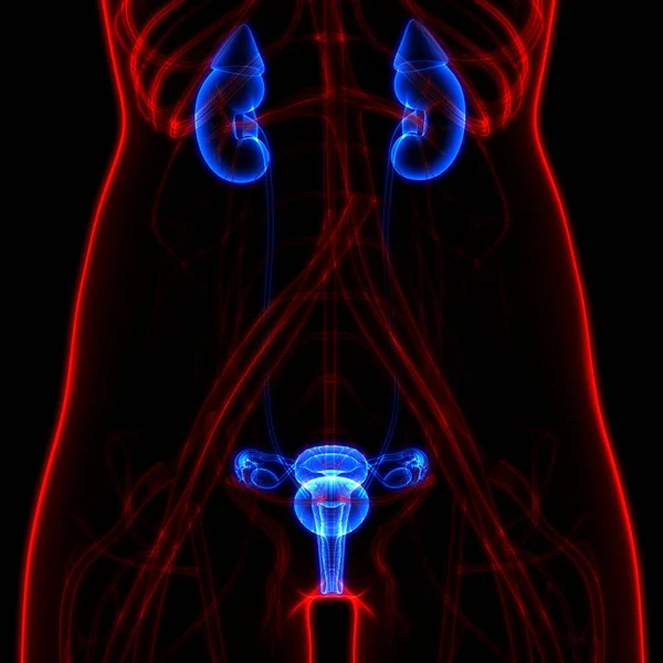 Riñones Del Sistema Urinario Femenino Con Anatomía Vesical —  Fotos de Stock