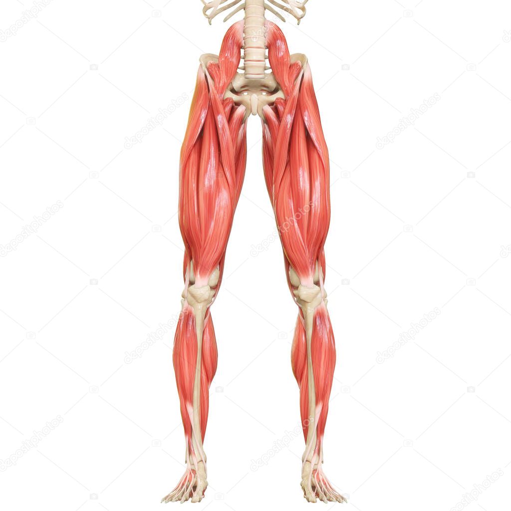 Human Body Muscular System Legs Muscles Anatomy. 3D