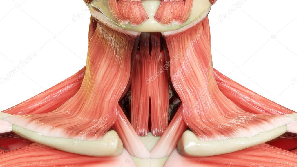 Human Body Muscular System Neck Muscles Anatomy. 3D