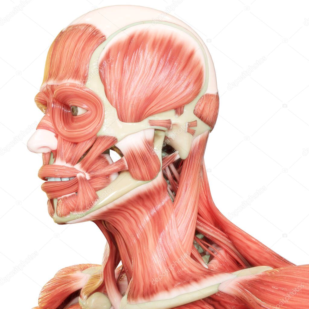 Human Body Muscular System Head Muscles Anatomy. 3D