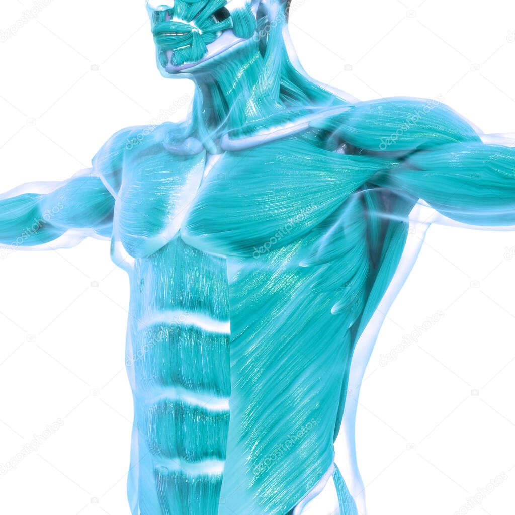 Muscles a Part of Human Muscular System Anatomy. 3D