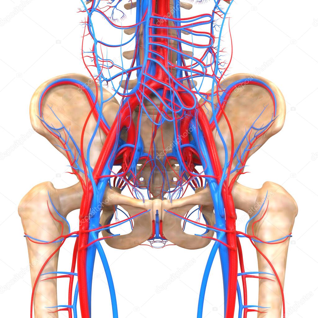 Human Skeleton System with Circulatory System Arteries and Veins Anatomy. 3D