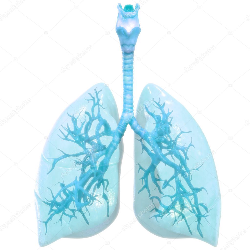 3D  Concept of Human Respiratory System Lungs Anatomy