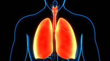 İnsan Solunum Sistemi Anatomisi 'nin 3 boyutlu kavramı