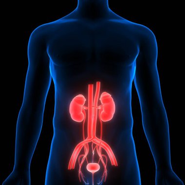 İdrar torbası anatomisi olan insan böbrekleri. Üç Boyut