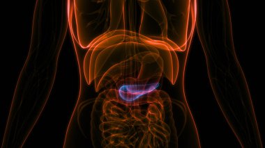 İnsan İç Organ Pankreası Anatomisi. Üç Boyut
