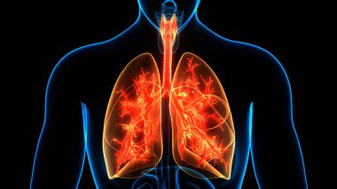 İnsan Solunum Sistemi Anatomisi 'nin 3 boyutlu kavramı