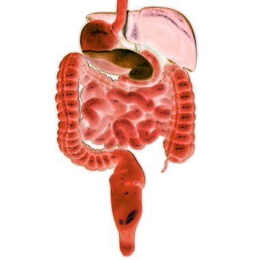 İnsan Sindirim Sistemi Anatomisi. Üç Boyut
