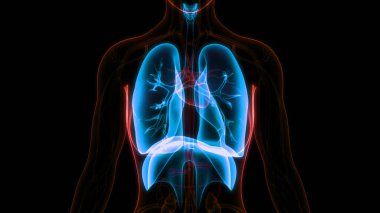 İnsan Solunum Sistemi Diyafram Anatomisi. Üç Boyut