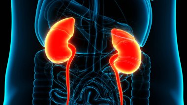 İnsan İdrar Sistemi Böbrekleri Anatomisi. Üç Boyut