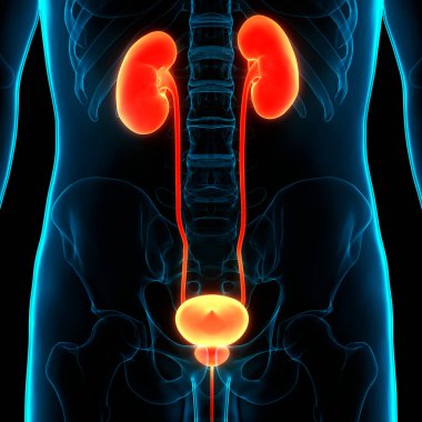 İdrar torbası anatomisi olan insan böbrekleri. Üç Boyut