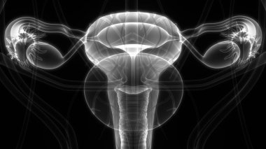 Sinir sistemi ve idrar kesesi anatomisi olan kadın üreme sistemi. Üç Boyut