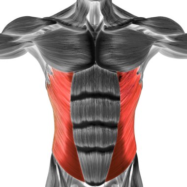 İnsan Kas Sistemi Gövde Kasları Abdominal Dış Oblik Kas Anatomisi. Üç Boyut