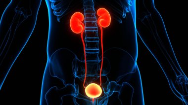 İdrar torbası anatomisi olan insan böbrekleri. Üç Boyut