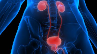 İdrar torbası anatomisi olan insan böbrekleri. Üç Boyut