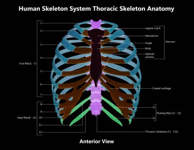 İnsan İskelet Sistemi Göğüs Kemiği Parçaları Etiketler Anatomi Posteri Görünümü ile Tarif Edildi. Üç Boyut