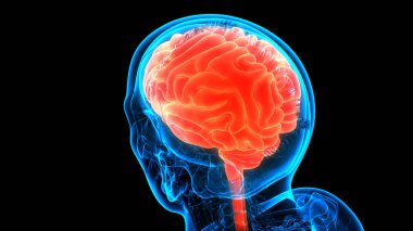 İnsan Sinir Sistemi Beyin Anatomisi Merkezi Organı. Üç Boyut