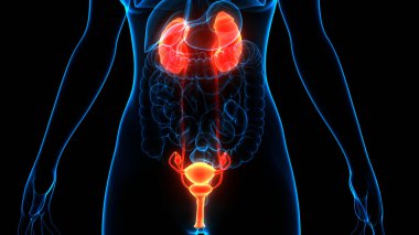 İdrar torbası anatomisi olan insan böbrekleri. Üç Boyut