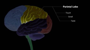 İnsan Sinir Sistemi Beyin Loplarının Merkezi Organı Etiketler Anatomisi ile Tarif Edilir. Üç Boyut