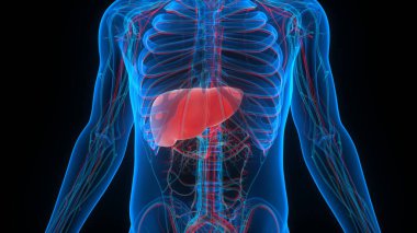 İnsan İç Sindirim Organı Anatomisi. Üç Boyut