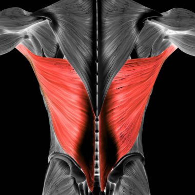 İnsan Kas Sistemi Gövde Kasları Abdominal Dış Oblik Kas Anatomisi. Üç Boyut