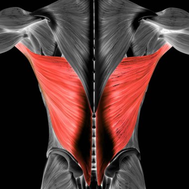 Human Muscular System Torso Muscles Abdominal External Oblique Muscle Anatomy. 3D clipart
