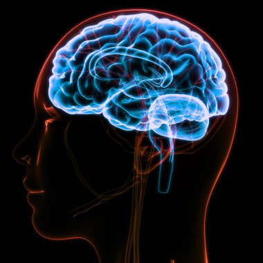 İnsan Sinir Sistemi Beyin Anatomisi Merkezi Organı. Üç Boyut