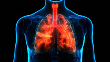 İnsan Solunum Sistemi Anatomisi 'nin 3 boyutlu kavramı