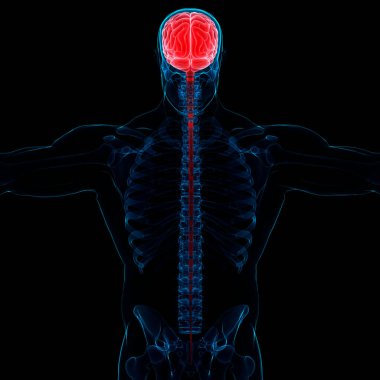 İnsan Sinir Sistemi Beyin Anatomisi Merkezi Organı. Üç Boyut
