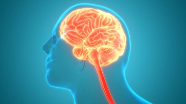 İnsan Sinir Sistemi Beyin Anatomisi Merkezi Organı. Üç Boyut