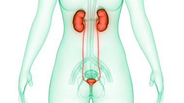 İdrar torbası anatomisi olan insan böbrekleri. Üç Boyut