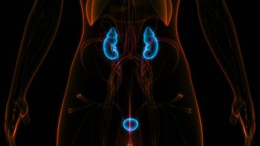 İdrar torbası anatomisi olan insan böbrekleri. Üç Boyut