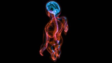 İnsan Sinir Sistemi Beyin Anatomisi Merkezi Organı. Üç Boyut